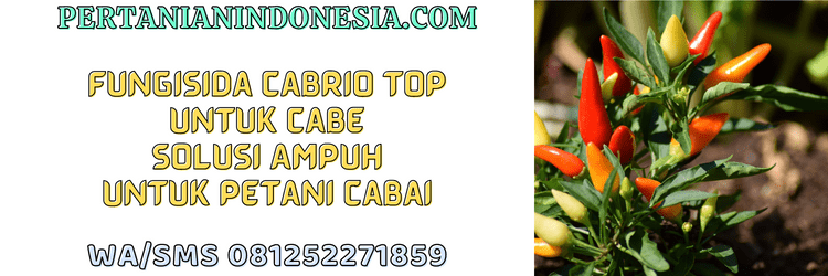 fungisida,cabrio top,cabe,cabrio top untuk cabe,fungisida cabrio top